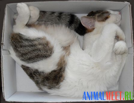 Кошка в коробке спит
