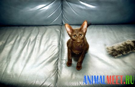 Восточный короткошерстный кот шоколадного цвета