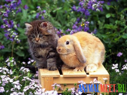 Котенок и кролик