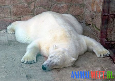 Белый медведь - устал!