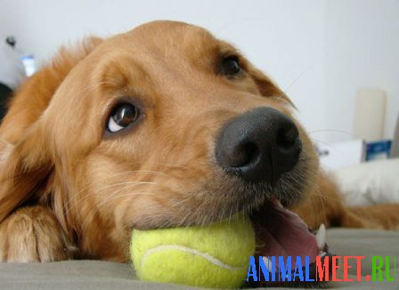 Собака грызет мячик