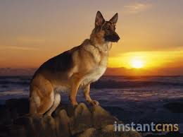 germanshepherd11