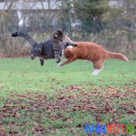 Кошачий бой в прыжке
