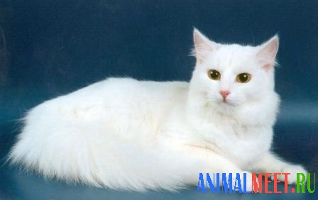 Ангорская кошка фото 2