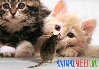 Котята и мышка