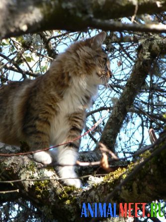 Кошка на дереве фото