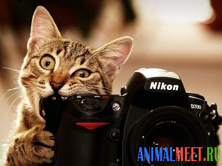 Котенок грызет фотоаппарат