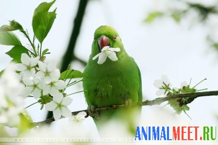 Зеленый попугай на ветке