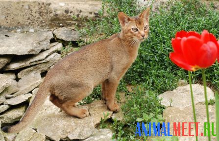Абиссинский котенок сидит на камнях