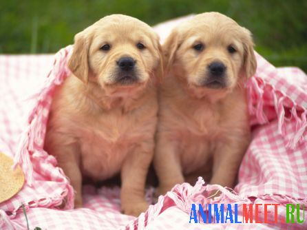 Два щенка в покрывале на траве