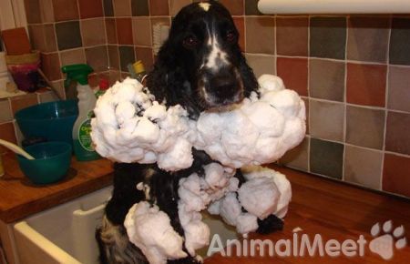 spaniel_1290073i