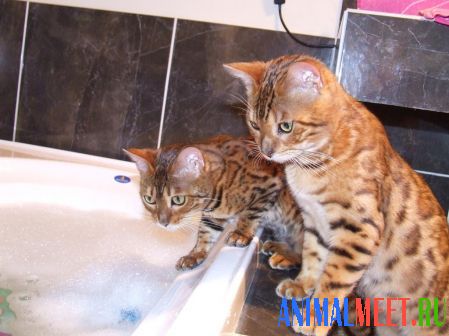 Две бенгальских кошки в ванне