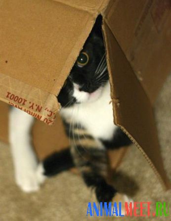 Котенок играет с коробкой