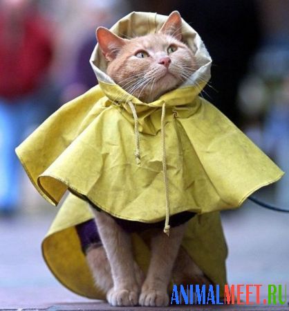 Кошка в дождевике