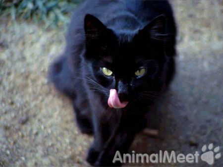 Черная пречерная кошка!!!