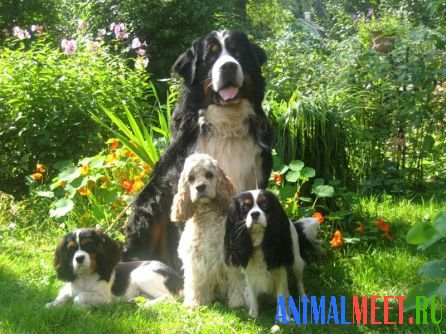Собачья семья