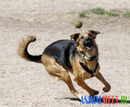 Собака ловит теннисный мячик