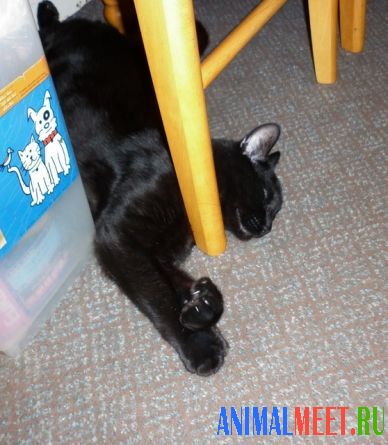 Черный кот спит под стулом