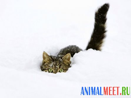 Кошка забарикадировалась в снегу