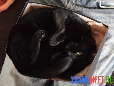 Черная кошка в коробке