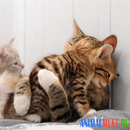 Кошка обнимает котенка