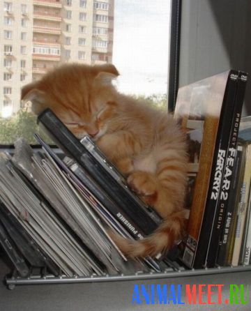 Котенок заснул в музыкальных дисках