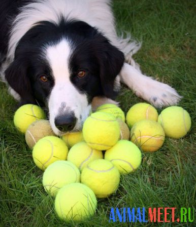 Собака лежит на мячиках