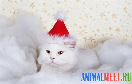 Белый кот в колпачке Санта Клауса