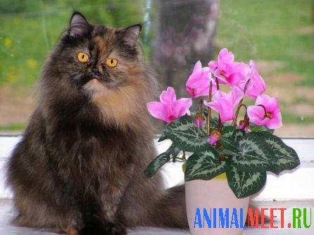 Персидская кошка любит цветы