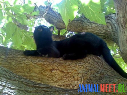 Черная кошка на дереве