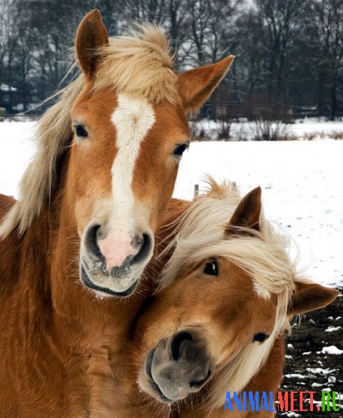 Две лошади