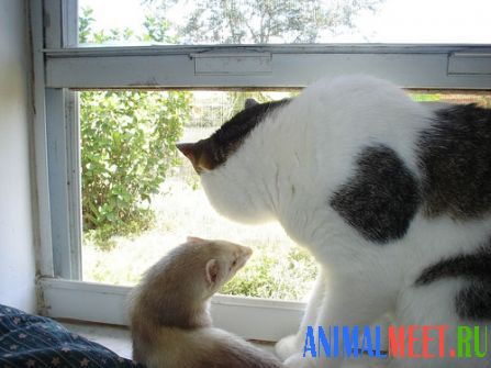 Кошка и хорек у окна