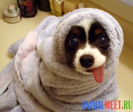 Собака замотана в полотенце
