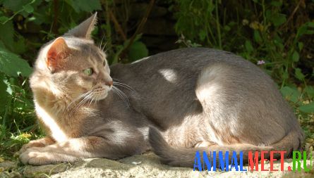 Голубая абиссинская кошка фото 2