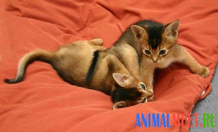 Два абиссинских котенка