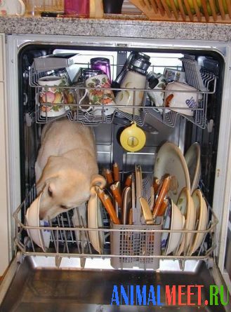 Собака в посудомойке