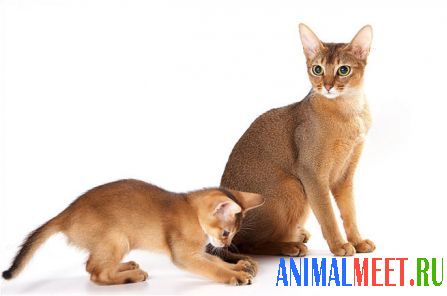 Абиссинская кошка и котенок