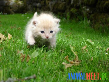Котенок идет по траве