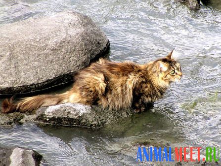 Кошка в воде