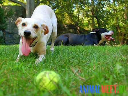 Собаки на траве играют с мячиком