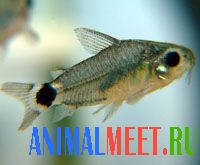 Карликовый сомик (Corydoras hastatus)