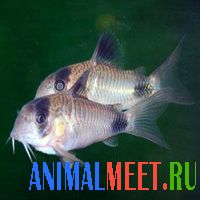 Сомик панда (Corydoras panda)