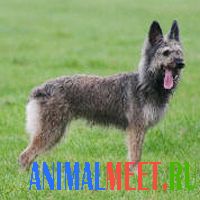 Арденнский бувье Арденнский бувье