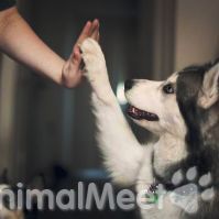 История взаимоотношений собаки и человека