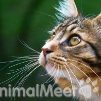 Усы у собак и кошек Усы у собак и кошек
