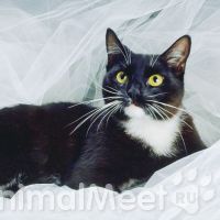 Социальное поведение кошек Социальное поведение кошек