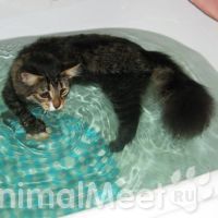 Ванна для кошек – купание – нужно ли купать кошку
