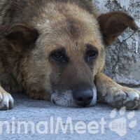 Кормление пожилых домашних животных Кормление пожилых домашних животных
