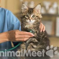 Нарушение дыхания у кошек Нарушение дыхания у кошек