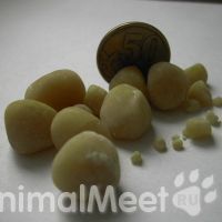 Камни мочевого пузыря у собак